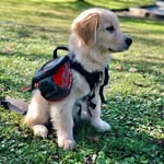 Jonny Lennon - @goldenretriever_lennon - Instagram
