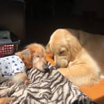 Renshin - @jonny.lennon.dog - Instagram