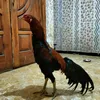 JONYescobar🐓 - @cogggg111 - TikTok