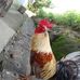 Jony Frank - Facebook