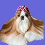 Jojo - @jordana.shihtzu - Instagram
