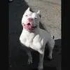 chrisbrown9112 - @jordan.burley18 - TikTok
