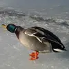 Jordan Dew - @jordan.dew5 - TikTok