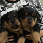 Jordan & Duck | Rottweiler - @jeddogs - Instagram