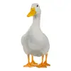 JordanTheDuck - @jordanduck - TikTok