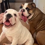 Jordan e Larry 🐶 🐶 - @jordanelarry_bulldog - Instagram