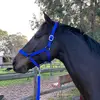 leah_equestrian2 - @leahjordanheaney73 - TikTok