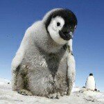 Jordan helms - @me_penguins_and_animals - Instagram