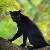 Jordan Julius - @jordan.julius - TikTok