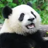 Butter.FlyPuffPuff - @jordankang1225 - TikTok