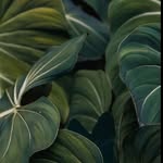 Jordan Alexander Lack - @jordan_theplantguy_lack - Instagram