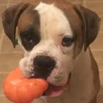 Jordan Lindner - @miles_binky_sarge_genesis - Instagram