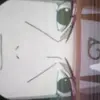 jordanpelkeyj2011 - @thatanimerobloxperson324 - TikTok