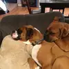 Pippen and Barkley - @jordanschuster42 - TikTok