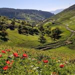 jordan spring 🇯🇴 ربيع الأردن - @jordan_spring1 - Instagram