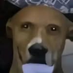 jordan stern - @dog_robber291 - Instagram