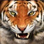 Jordan Weekes - @jordan_the_tiger - Instagram