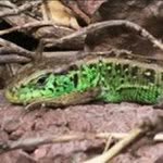 Jörg Hennig - @cylindroopuntia - Instagram