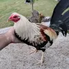 jorge Alanis - @pon.1231 - TikTok