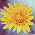 Jorge Amaro - @photo.flowers.and.bugs - Instagram
