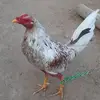 Jorge Boyd - @jorgeboyd0 - TikTok