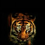 Jorge Burke - @lince31.31 - Instagram