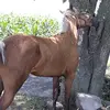 jorgeespino - @jorgeespinoo - TikTok