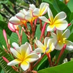 Jorge Floyd - Facebook