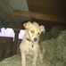 Jorge Lepe Lepe - Facebook