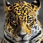 Jorge Oropeza - @jor1803 - Instagram