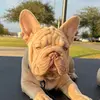 koko French bulldog - @jorgepleitez503 - TikTok