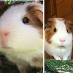 Milo + George - @jorja.ford - Instagram