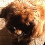 Jorja Hill Loves Animals - @petlover3856 - Instagram
