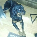 jose adames - @joseadames40 - Instagram