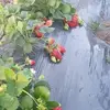 Jose Anda - @jose.anda - TikTok