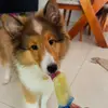 josebailey_sheltie - @josebailey_sheltie - TikTok