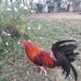 Jose Baldobino - Facebook