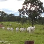 José Bernardi - @joseabernardi - Instagram