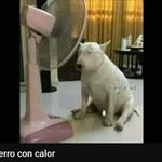 Jose Pedemonte - @jose_bobina - Instagram
