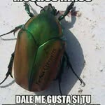bandido  alicuz - @cahue_jose - Instagram