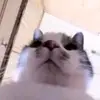 Jose Can - @jose.can25 - TikTok