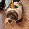 José Canton - @joscanton - TikTok