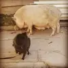 Jose Cedillos - @jose.cedillos780 - TikTok