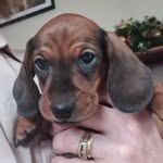 jose cox - @dachshinbull - Instagram