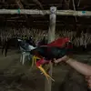 juanda31 - @josegarabito879 - TikTok