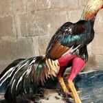 Jose Graff Graff - @josegraffgraff - Instagram