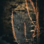 Jose Hodges - @josehodgesocb68051 - Instagram