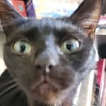 Jose Katz - @izdog17_ - Instagram