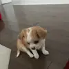 Josée Landry - @jose.landry5 - TikTok