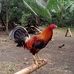 Jose Leo Leaño - Facebook